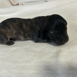 Marino - Brindle male Dachshund puppy in Sebring, Florida from Mini Weenies