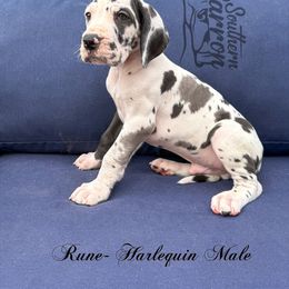 Rune - Harlequin male Great Dane puppy in Prairieville, Louisiana from Southern Barron Danes & Dachshunds