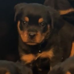 Black collar boy - Black and mahogany male Rottweiler puppy in Beebe, Arkansas from Rottweilers Vom Haus Forte