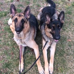 German Shepherds from Starlings German Shepherd