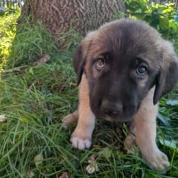 Girl 2- white - Fawn female Anatolian Shepherd Dog puppy in Cleveland, Minnesota from Schmahl Family Farms