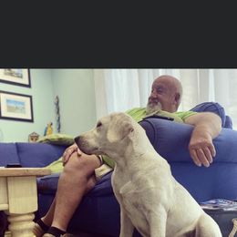 Labrador Retriever All Grown Up from Royal Ridge Labs