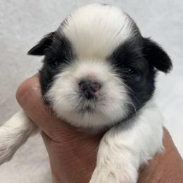 Shih Tzu Puppies from Little Miracles Shih Tzu