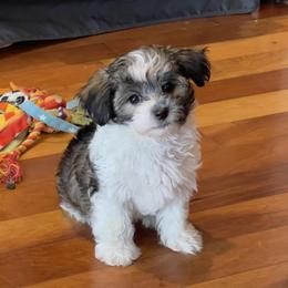 Morkie and Yorkshire Terrier Puppies from Jewels Yorkshire’s