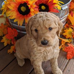 Goldendoodles from Autumn Doodles