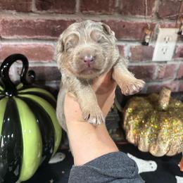 Gunner - Isabella male German Shepherd puppy in Watervliet, Michigan from M&M Shepherd Farms