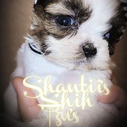 Shih Tzu Puppies from Shantii's Shih Tzu's
