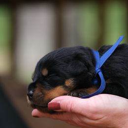 Blue - Black and mahogany male Rottweiler puppy in Kittanning, Pennsylvania from Steel City's Von Der Preis Rottweilers