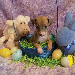 Coppelia - Blue fawn Italian Greyhound puppy in Virginia from Selah Kennel