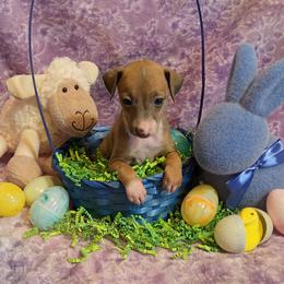 Coppelia - Blue fawn Italian Greyhound puppy in Virginia from Selah Kennel
