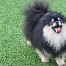 Pomeranians from Happy Poms