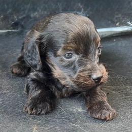 Oliver - Black and tan male Dachshund puppy in Livingston, Kentucky from Illyria Dox & GSD