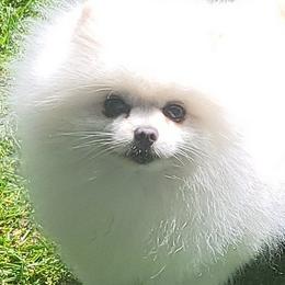 Pomeranians from Kelli's Poms