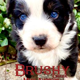 BRUSHY CREEKS ROADIE - Black tri-color male Australian Shepherd puppy in Red Oak, Texas from Brushy Creek Aussies & Mini Aussies