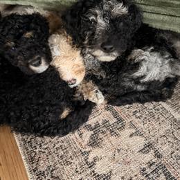 Cockapoo and Goldendoodle Puppies from Jax Doodles
