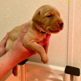 Yellow - Yellow female Labrador Retriever puppy in Newaygo, Michigan from Royal Oak Gundogs