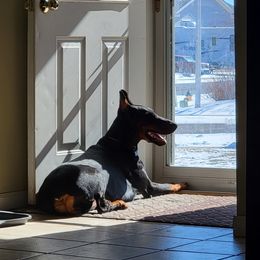 Doberman Pinscher All Grown Up from 7220 Doberman