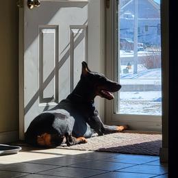 Doberman Pinscher All Grown Up from 7220 Doberman