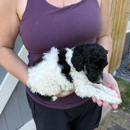 Boy 3-parti boy - Parti male Poodle puppy in Wentworth, South Dakota from PaintersPreciousPoodles