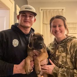 Arson (Fawn) - Fawn male Cane Corso puppy in Manitowoc, Wisconsin from Sinner & Saint Cane Corso