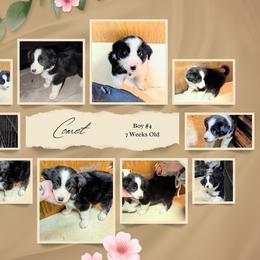 Australian Shepherd and Great Dane Puppies from AEW Farm