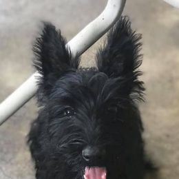 Scottish Terriers from Sandhills Edge Equine Massage and Scottish Terriers