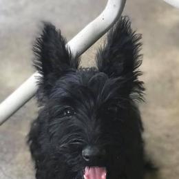 Scottish Terriers from Sandhills Edge Equine Massage and Scottish Terriers