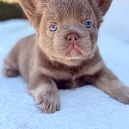 Orange collar Isabella - Liver male French Bulldog puppy in Jefferson City, Missouri from Central Frenchie Haven