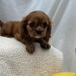 Cavalier King Charles Spaniel, Cavapoo, and Cocker Spaniel Puppies from Shelli Ryan