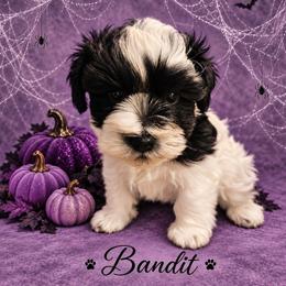 Bandit.   5 weeks - Parti male Miniature Schnauzer puppy in Lumberton, Texas from 1 Smart Choice Schnauzers Babies