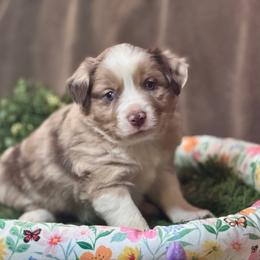 Merlin - Red merle male Miniature Australian Shepherd puppy in California from Eagle River Aussies