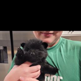Blacky - White male Pomeranian puppy in Lumberton, Mississippi from Piney Woods Pomeranians
