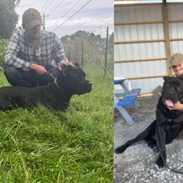 Cane Corso from Rocky Titan Kennels