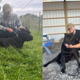 Cane Corso from Rocky Titan Kennels