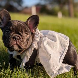 Jersey - Liver female French Bulldog puppy in Fort Atkinson, Wisconsin from Bishop Bullyz