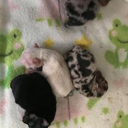 Chihuahua Puppies from Chilove Chihuahuas