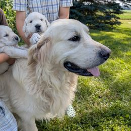 Boe - Golden Retriever