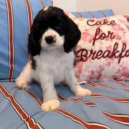 WOODY - Black male Australian Labradoodle puppy in Valley Springs, California from Blue Denim Doodles