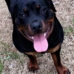 Rottweilers from Baldwin Rottweilers