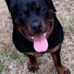 Rottweilers from Baldwin Rottweilers