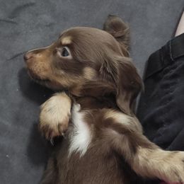 Amren - Chocolate and cream female Dachshund puppy in Citra, Florida from My Loyal Treasures