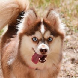 Clementine - Pomsky