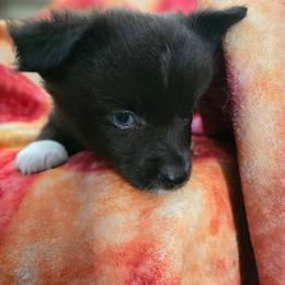 Ajisai - Black & white male Toy Australian Shepherd puppy in Arlington, Texas from CopperHead Aussies