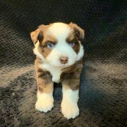 Stella - Red tri female Toy Australian Shepherd puppy in Pryor Creek, Oklahoma from DK’s Littles & Co