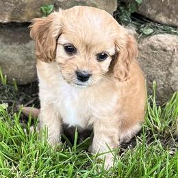 Willow - Red female Cavapoo puppy in Miami, Oklahoma from BriarCreek Cavapoos