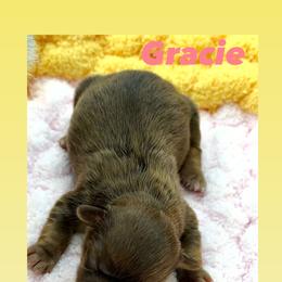 Gracie - Liver and white female Shih Tzu puppy in Waddell, Arizona from Arizona Sunrise Shih Tzus