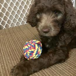 Bernedoodle and Goldendoodle Puppies from Bailey Mountain Doodles