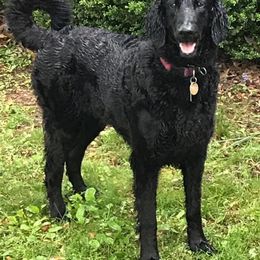 Goldendoodle All Grown Up from Simply Doodles LLC