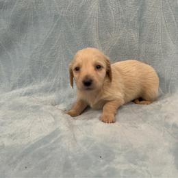 Alvin- AKC - Cream male Dachshund puppy in Gainesville, Texas from Diamond B Doxies