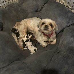 Lizzie - Shih Tzu